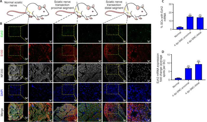 https://cdn.ncbi.nlm.nih.gov/pmc/blobs/8815/11759024/9674a202c4ac/NRR-20-2382-g005.jpg