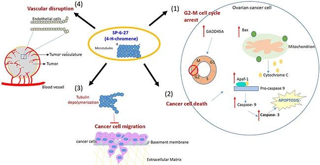 https://cdn.ncbi.nlm.nih.gov/pmc/blobs/8815/5620153/d6ec2c856c70/oncotarget-08-67017-g007.jpg