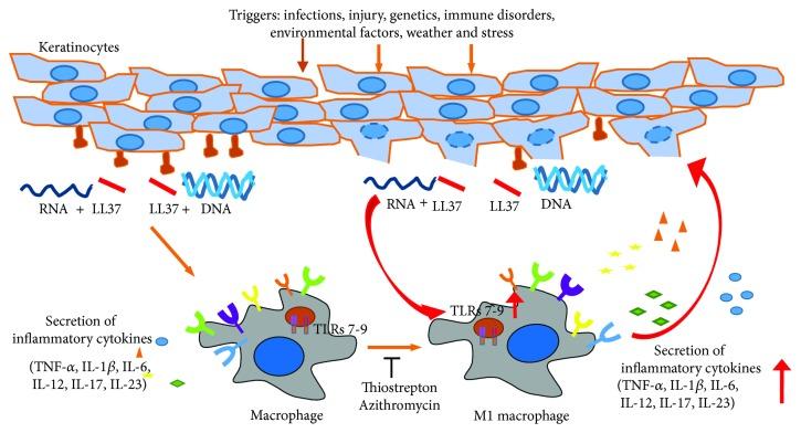 https://cdn.ncbi.nlm.nih.gov/pmc/blobs/8818/6311781/684b3dd3844f/MI2018-3523642.009.jpg