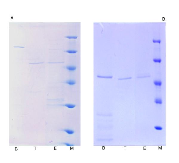 https://cdn.ncbi.nlm.nih.gov/pmc/blobs/881c/2311287/5cdc33a73a49/1472-6750-8-32-3.jpg