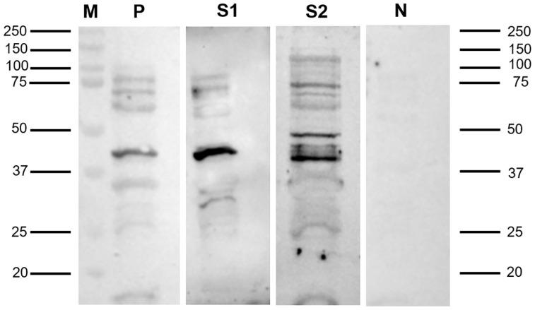 https://cdn.ncbi.nlm.nih.gov/pmc/blobs/881d/11358928/7537fd8cf3ea/viruses-16-01339-g001.jpg
