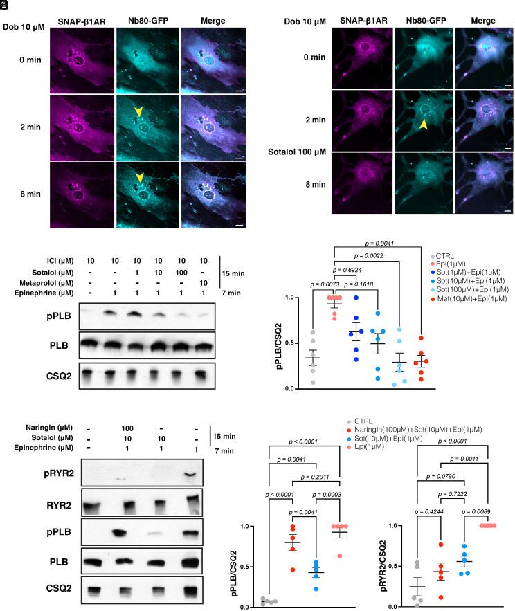 https://cdn.ncbi.nlm.nih.gov/pmc/blobs/8820/11459184/671d6f277339/pnas.2404243121fig01.jpg