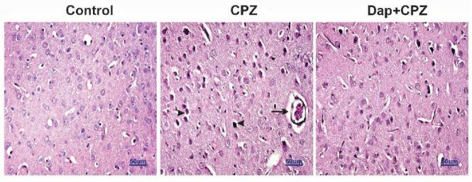 https://cdn.ncbi.nlm.nih.gov/pmc/blobs/8821/9320209/14ac90e88f75/IJBMS-25-675-g004.jpg
