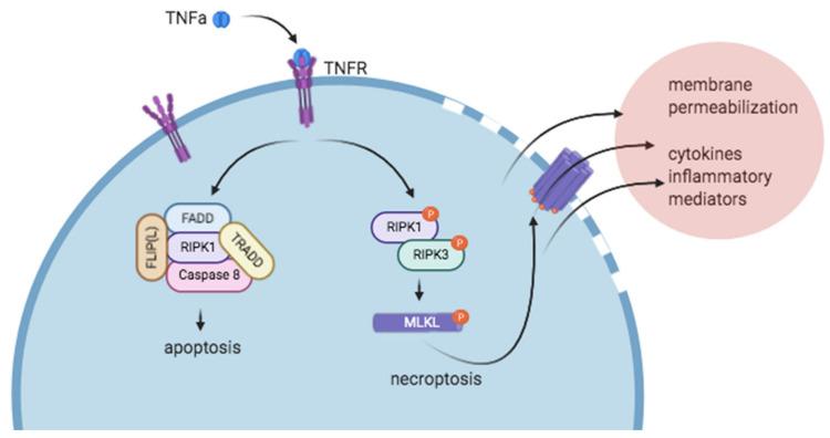 https://cdn.ncbi.nlm.nih.gov/pmc/blobs/8822/7663726/9c4038eb7f6c/ijms-21-08174-g001.jpg