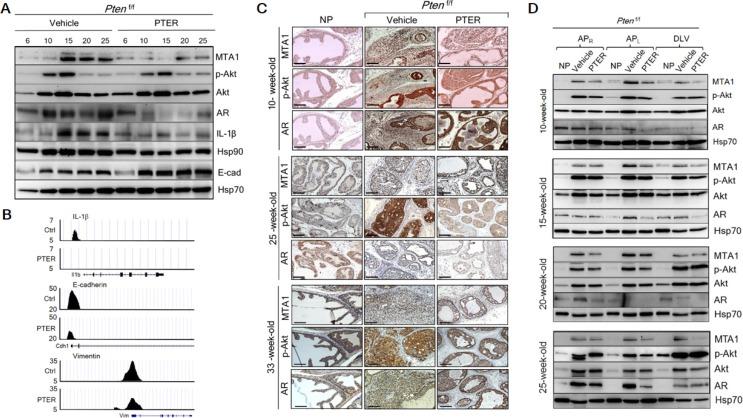 https://cdn.ncbi.nlm.nih.gov/pmc/blobs/8827/4951302/b237ffbd766a/oncotarget-07-18469-g006.jpg