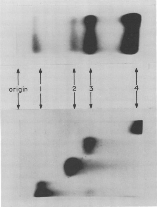 https://cdn.ncbi.nlm.nih.gov/pmc/blobs/882c/354544/b90539470672/jvirol00232-0333-a.jpg