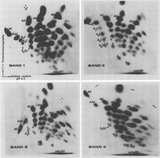 https://cdn.ncbi.nlm.nih.gov/pmc/blobs/882c/354544/f1d948ce642a/jvirol00232-0335-a.jpg