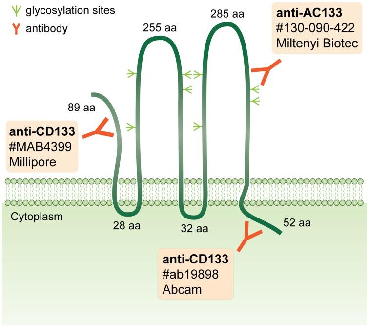 https://cdn.ncbi.nlm.nih.gov/pmc/blobs/882e/4494592/7976ef0779bd/IJMM-36-01-0065-g00.jpg