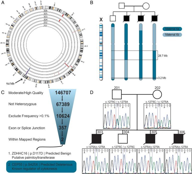 https://cdn.ncbi.nlm.nih.gov/pmc/blobs/882f/5502313/eacec8cc3fc2/jmedgenet-2016-104296f02.jpg