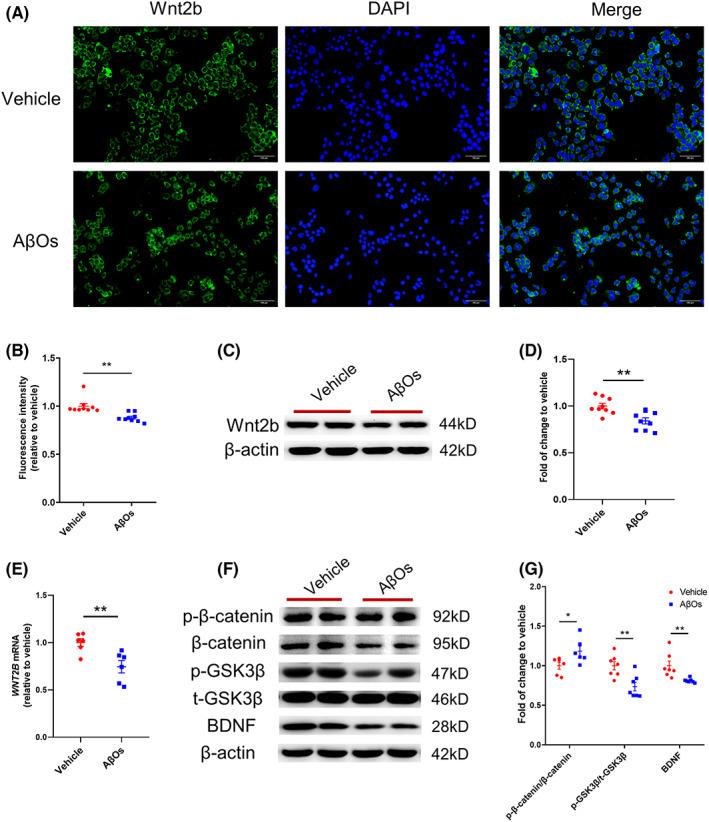 https://cdn.ncbi.nlm.nih.gov/pmc/blobs/8830/10324363/cdc4cfa409a4/CNS-29-1805-g002.jpg