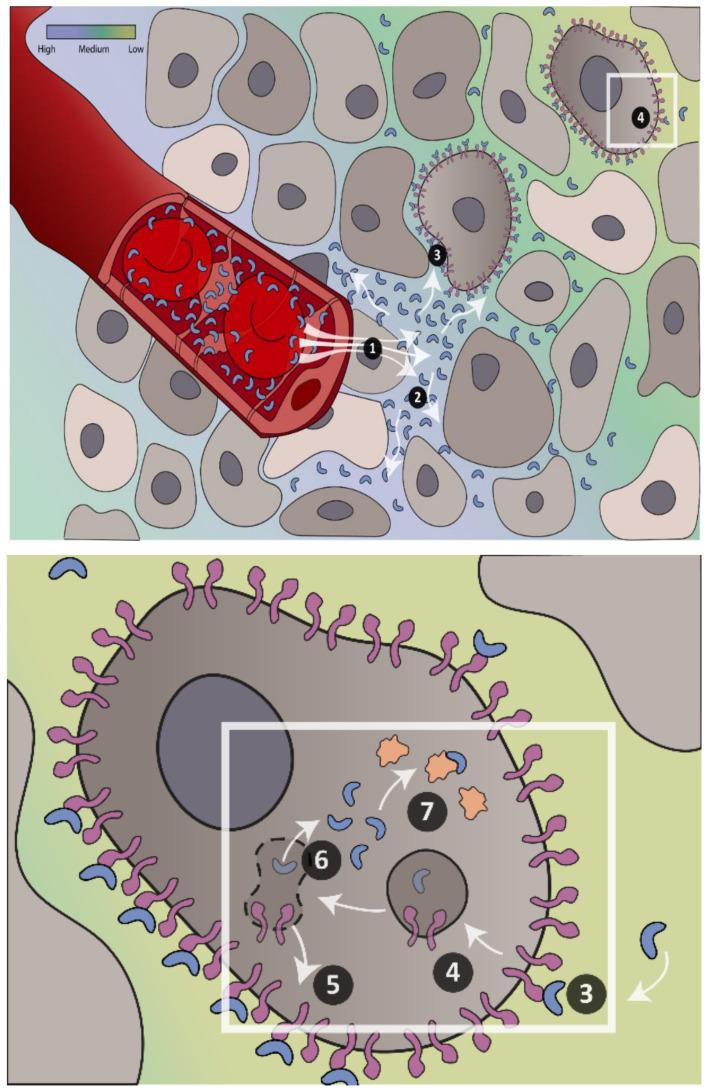 https://cdn.ncbi.nlm.nih.gov/pmc/blobs/8834/8071550/8b2252914648/pharmaceutics-13-00562-g001.jpg