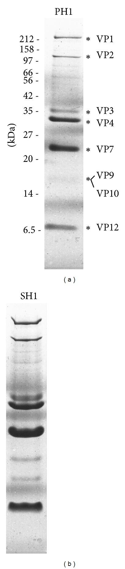 https://cdn.ncbi.nlm.nih.gov/pmc/blobs/883b/3622292/b820526b66c2/ARCH2013-456318.004.jpg