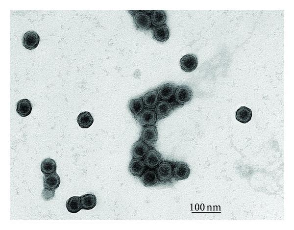 https://cdn.ncbi.nlm.nih.gov/pmc/blobs/883b/3622292/c1356a1dc2dc/ARCH2013-456318.001.jpg