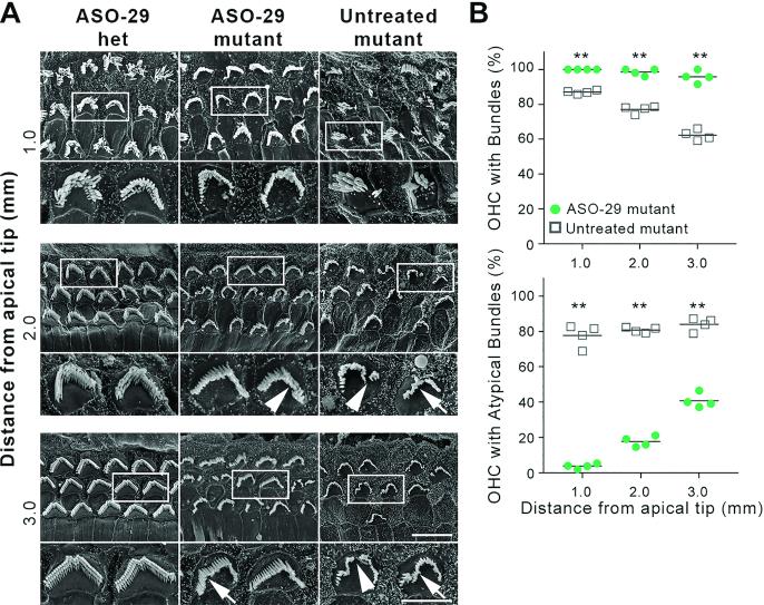 https://cdn.ncbi.nlm.nih.gov/pmc/blobs/883b/7229850/4218827b446a/gkaa194fig4.jpg