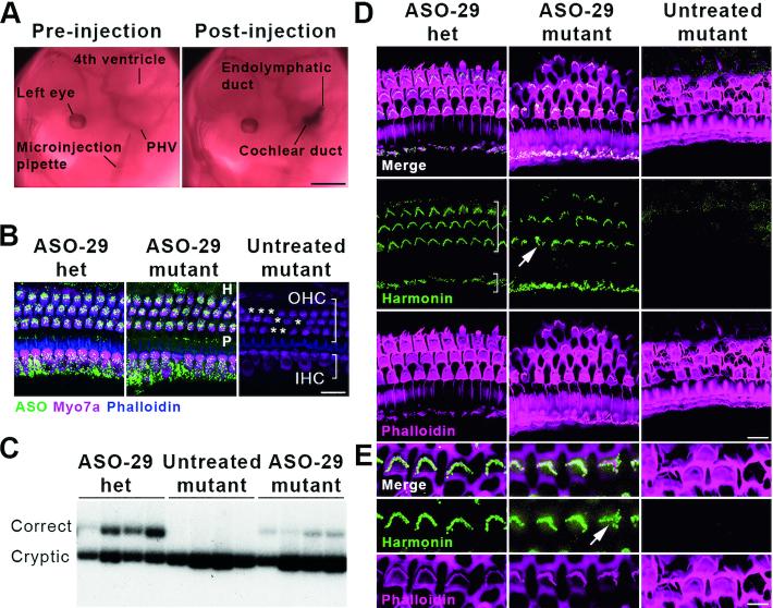 https://cdn.ncbi.nlm.nih.gov/pmc/blobs/883b/7229850/4546af643716/gkaa194fig2.jpg