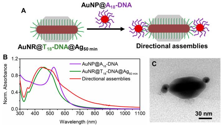 https://cdn.ncbi.nlm.nih.gov/pmc/blobs/883b/7279447/b6ff51b55a95/nanomaterials-10-00942-g002.jpg