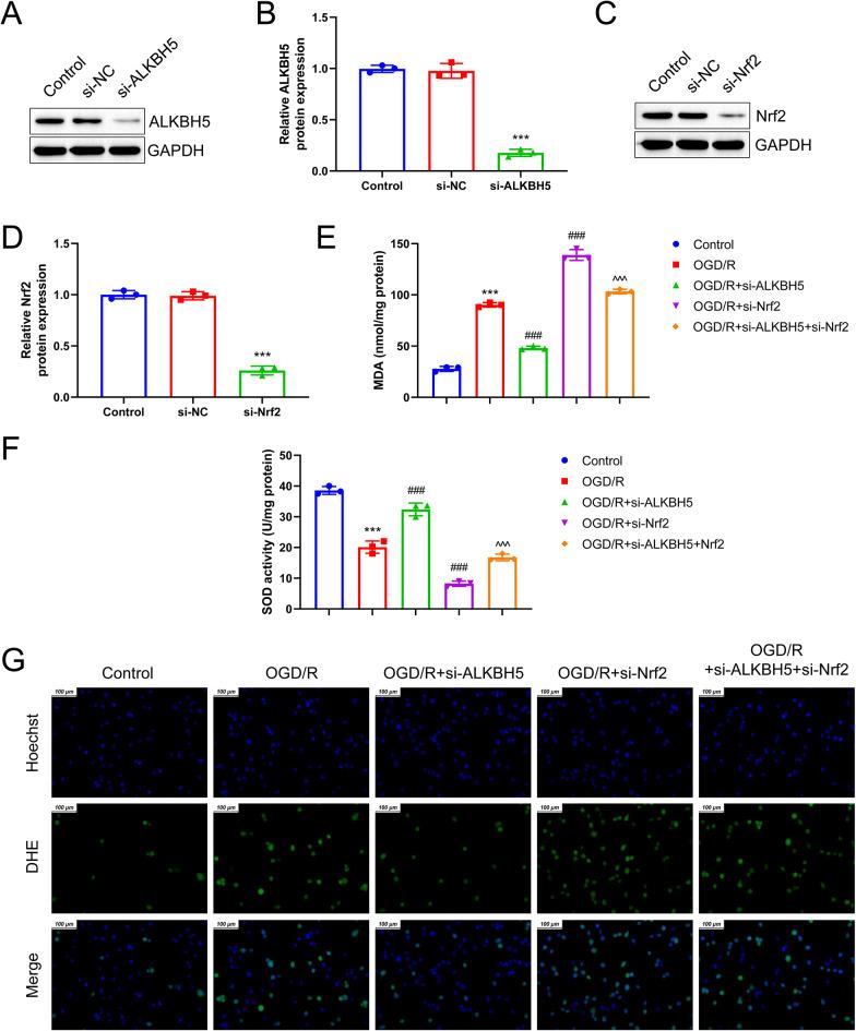https://cdn.ncbi.nlm.nih.gov/pmc/blobs/883c/12145315/41e089e7be81/11064_2025_4442_Fig8_HTML.jpg