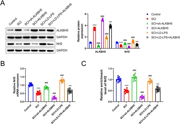 https://cdn.ncbi.nlm.nih.gov/pmc/blobs/883c/12145315/8faf0a59e684/11064_2025_4442_Fig12_HTML.jpg