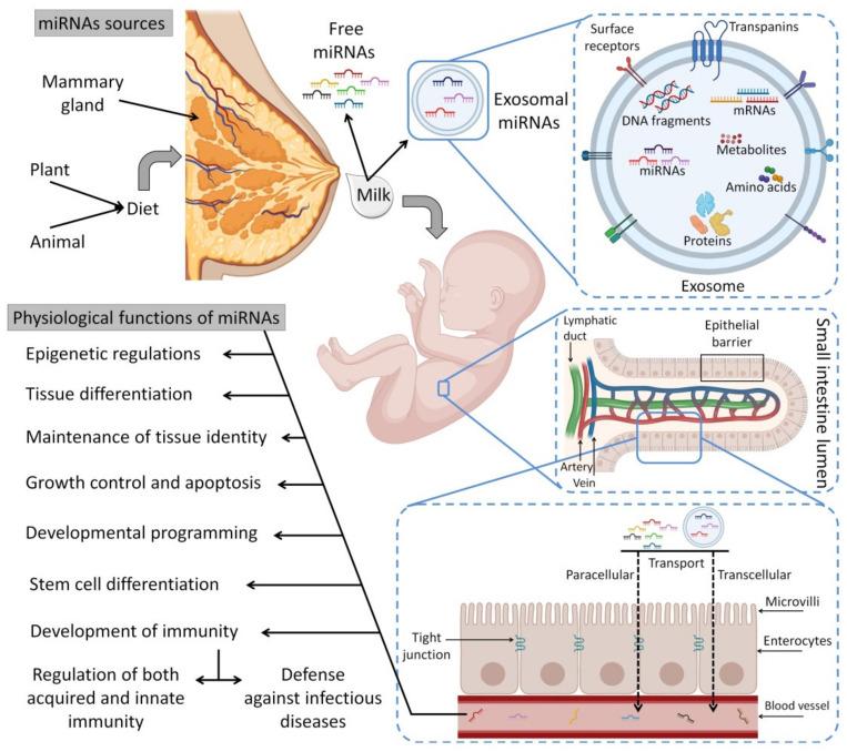 https://cdn.ncbi.nlm.nih.gov/pmc/blobs/883c/9219990/4bd1a60013d9/biomedicines-10-01219-g005.jpg