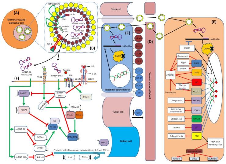 https://cdn.ncbi.nlm.nih.gov/pmc/blobs/883c/9219990/b83320206a4c/biomedicines-10-01219-g008.jpg