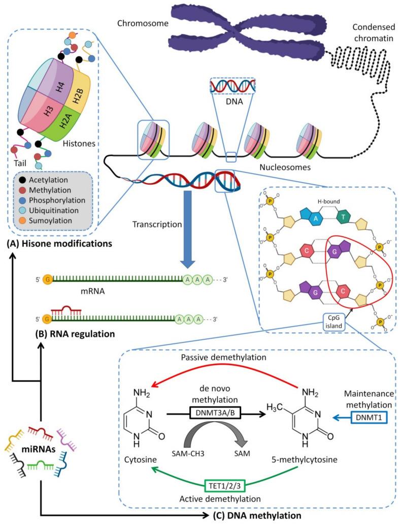 https://cdn.ncbi.nlm.nih.gov/pmc/blobs/883c/9219990/e5d8be3a2843/biomedicines-10-01219-g007.jpg