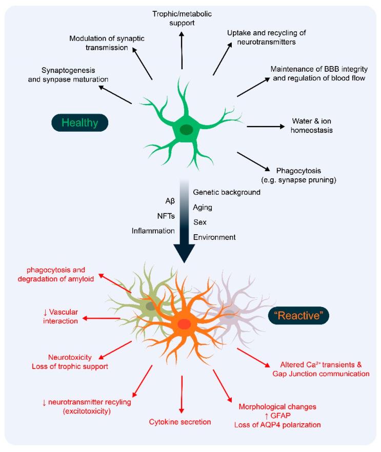 https://cdn.ncbi.nlm.nih.gov/pmc/blobs/883f/7694249/e72aac1530f6/cells-09-02415-g001.jpg