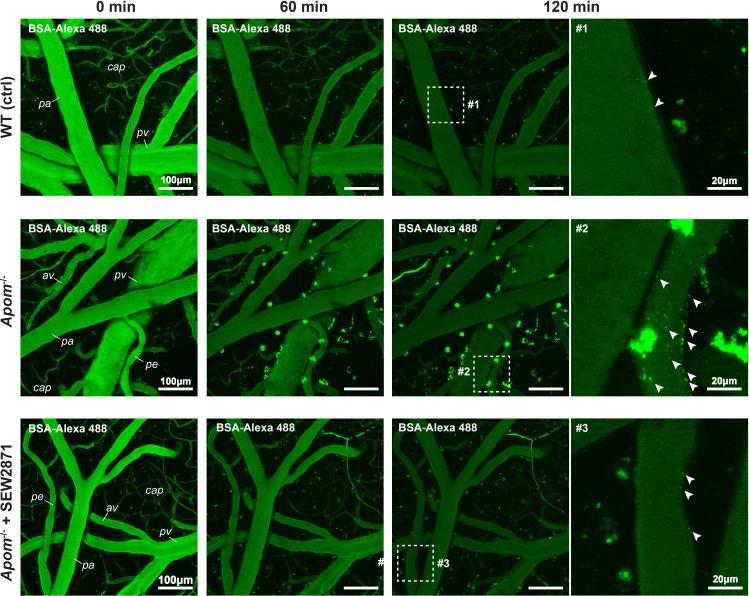https://cdn.ncbi.nlm.nih.gov/pmc/blobs/8840/6877292/b1331ce9b5b2/elife-49405-fig3.jpg