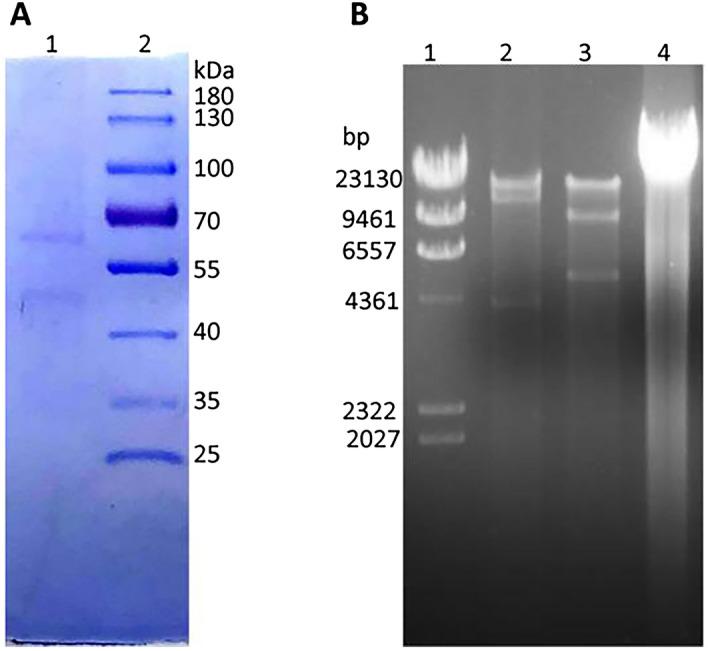 https://cdn.ncbi.nlm.nih.gov/pmc/blobs/884a/9814074/44c0c3284ade/41598_2022_26696_Fig4_HTML.jpg