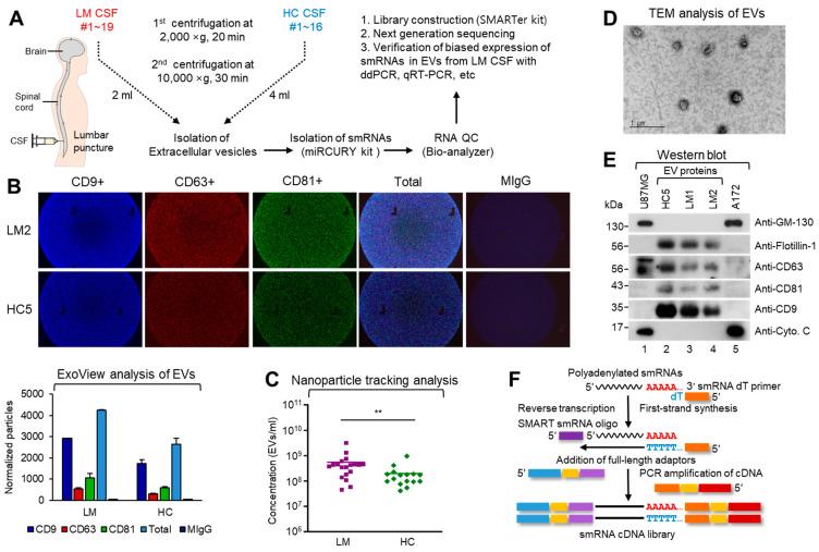 https://cdn.ncbi.nlm.nih.gov/pmc/blobs/884c/7828086/855b5a77e218/cancers-13-00209-g001.jpg