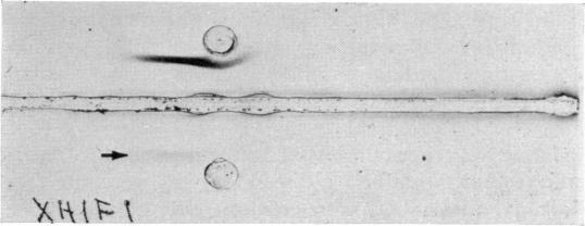 https://cdn.ncbi.nlm.nih.gov/pmc/blobs/884f/1422841/ae7f520e788e/immunology00330-0093-b.jpg