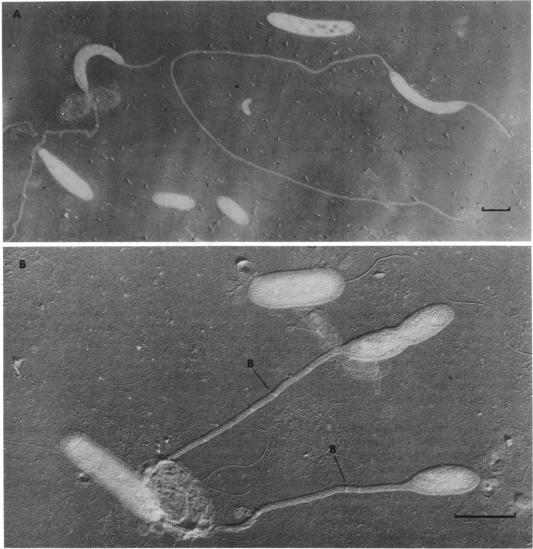 https://cdn.ncbi.nlm.nih.gov/pmc/blobs/884f/281501/997674112cde/microrev00009-0131-a.jpg