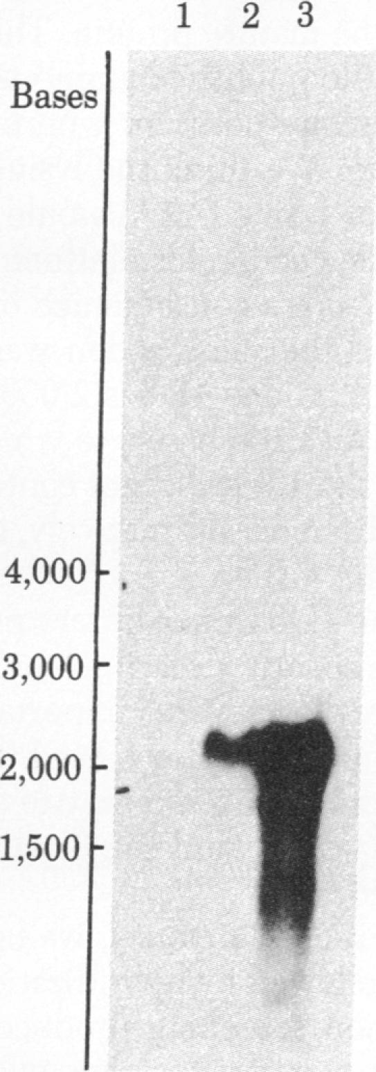 https://cdn.ncbi.nlm.nih.gov/pmc/blobs/8851/346693/e172c7084bb4/pnas00453-0248-a.jpg