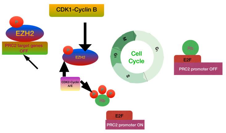 https://cdn.ncbi.nlm.nih.gov/pmc/blobs/8852/12071314/2f1f725533aa/cancers-17-01566-g012.jpg