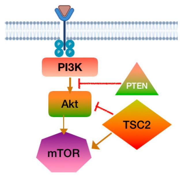 https://cdn.ncbi.nlm.nih.gov/pmc/blobs/8852/12071314/5f027fd39dd2/cancers-17-01566-g003.jpg