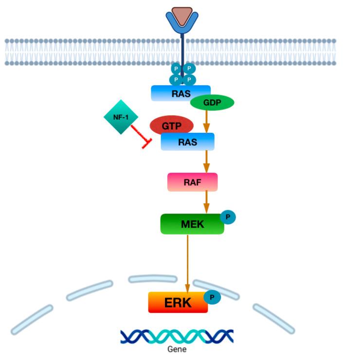 https://cdn.ncbi.nlm.nih.gov/pmc/blobs/8852/12071314/7e5965ba3c66/cancers-17-01566-g004.jpg