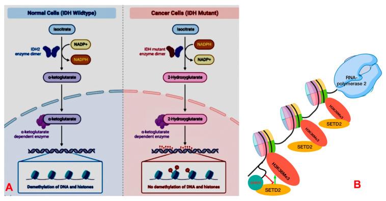 https://cdn.ncbi.nlm.nih.gov/pmc/blobs/8852/12071314/86146202a0b2/cancers-17-01566-g009.jpg