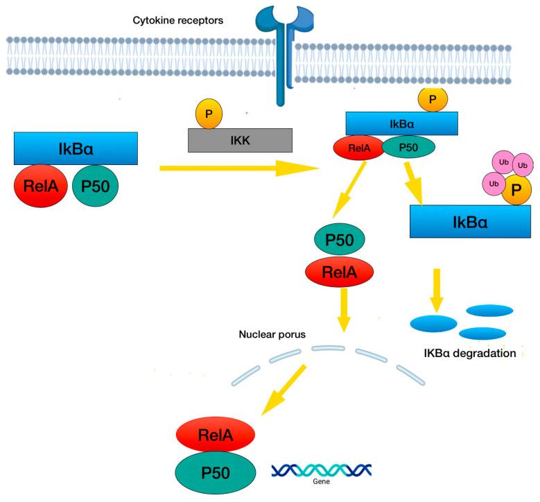 https://cdn.ncbi.nlm.nih.gov/pmc/blobs/8852/12071314/9ef59b56a77c/cancers-17-01566-g020.jpg