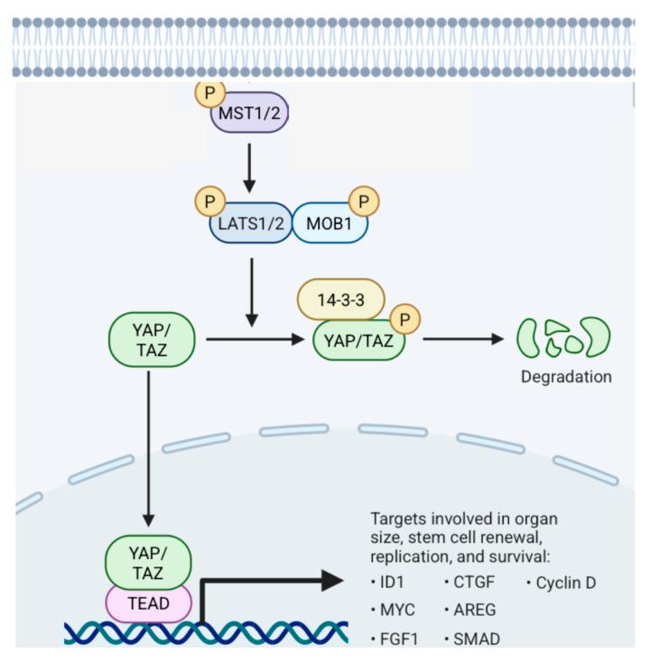 https://cdn.ncbi.nlm.nih.gov/pmc/blobs/8852/12071314/a0309fcf76ef/cancers-17-01566-g021.jpg