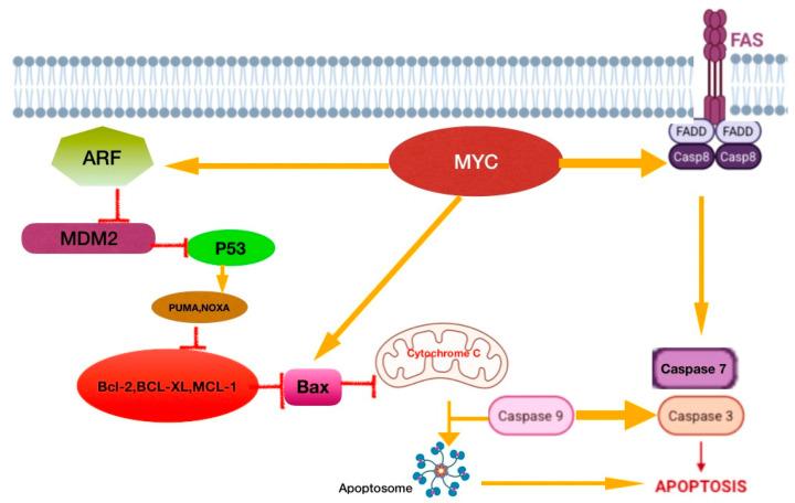https://cdn.ncbi.nlm.nih.gov/pmc/blobs/8852/12071314/e1380cf40dd0/cancers-17-01566-g018.jpg