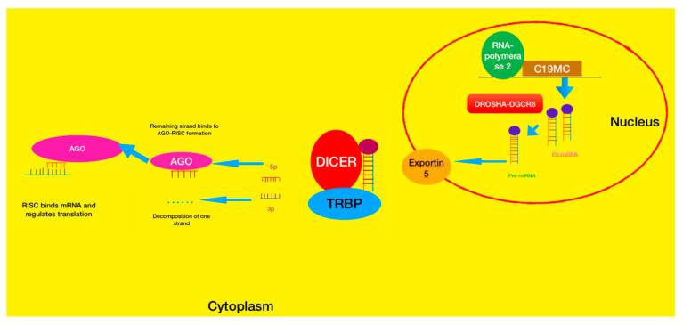 https://cdn.ncbi.nlm.nih.gov/pmc/blobs/8852/12071314/e450043fb652/cancers-17-01566-g019.jpg