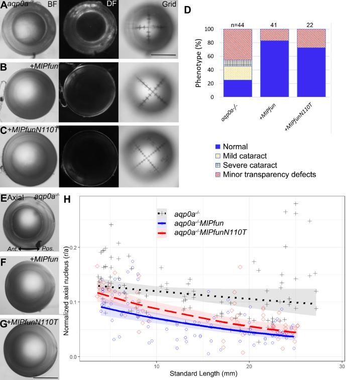 https://cdn.ncbi.nlm.nih.gov/pmc/blobs/8856/11437712/62626cd1639c/iovs-65-11-42-f003.jpg