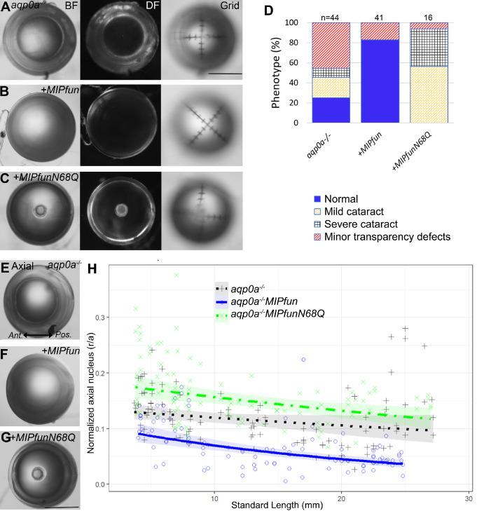 https://cdn.ncbi.nlm.nih.gov/pmc/blobs/8856/11437712/fe9aa7902e4d/iovs-65-11-42-f004.jpg