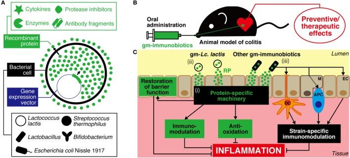 https://cdn.ncbi.nlm.nih.gov/pmc/blobs/8858/5263139/abfa0a279b12/fimmu-08-00022-g001.jpg