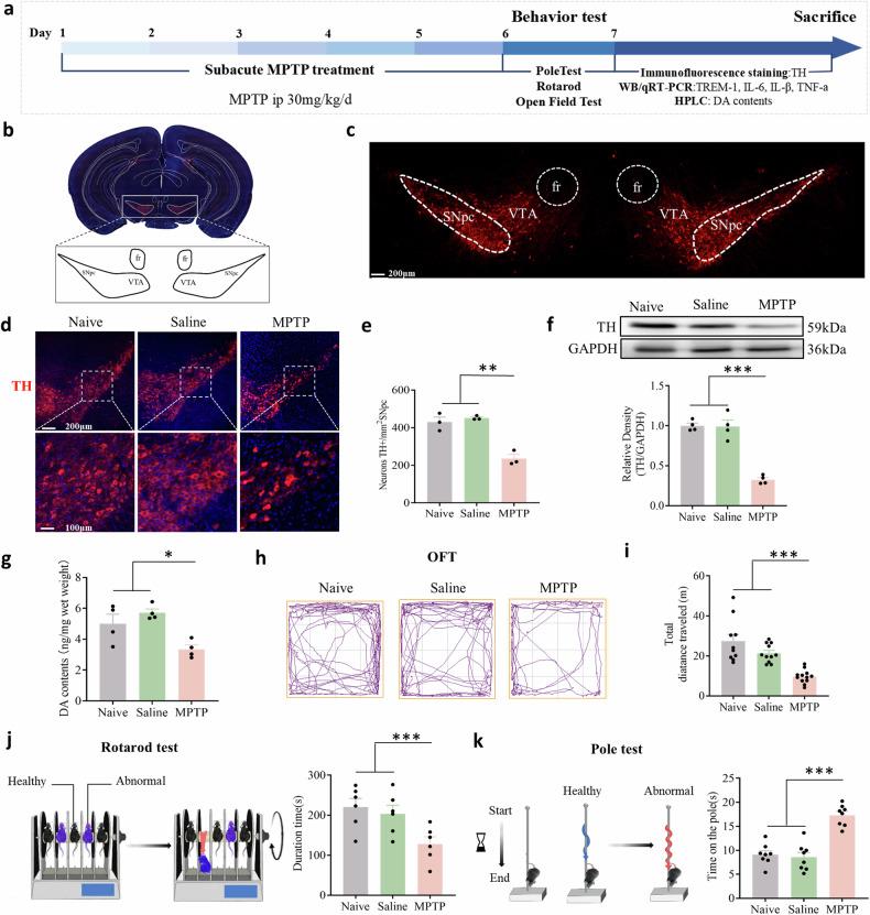 https://cdn.ncbi.nlm.nih.gov/pmc/blobs/885b/11733277/7086ff67b4b0/41419_2025_7333_Fig1_HTML.jpg