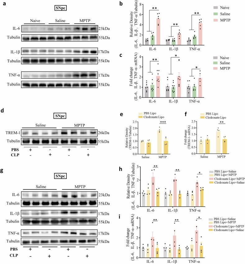 https://cdn.ncbi.nlm.nih.gov/pmc/blobs/885b/11733277/e6134718e3f6/41419_2025_7333_Fig4_HTML.jpg