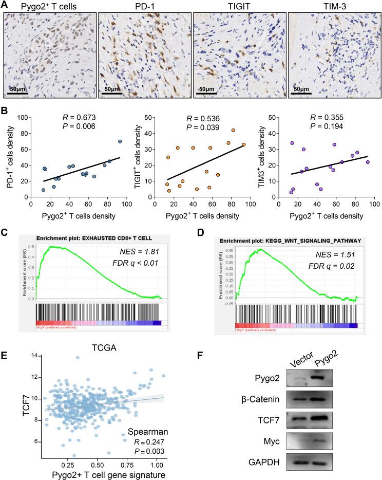 https://cdn.ncbi.nlm.nih.gov/pmc/blobs/885e/12326480/a0437ac6642c/fimmu-16-1596434-g004.jpg