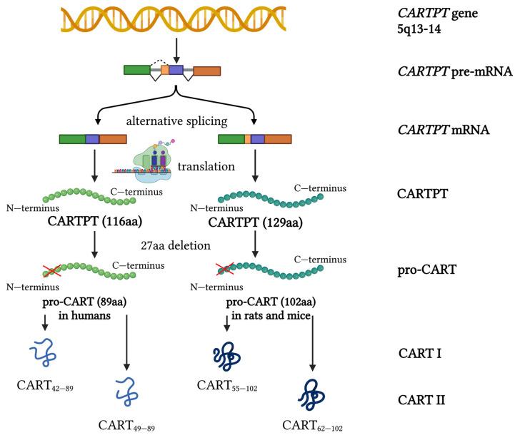 https://cdn.ncbi.nlm.nih.gov/pmc/blobs/8860/10297965/0e7d11731a7f/ijms-24-09986-g001.jpg