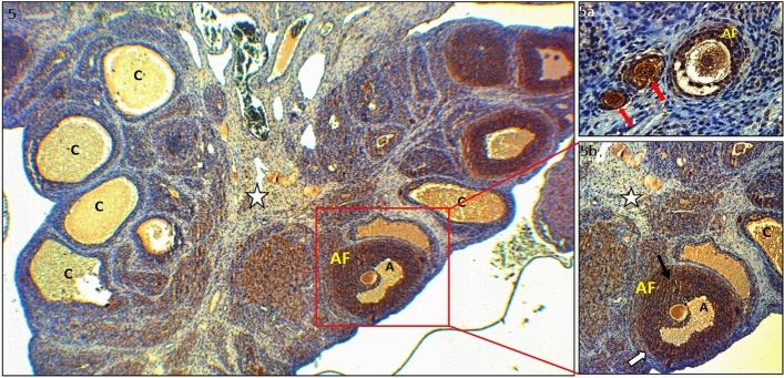 https://cdn.ncbi.nlm.nih.gov/pmc/blobs/8860/10679187/831f72a7c497/41598_2023_47809_Fig5_HTML.jpg