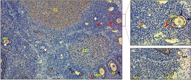 https://cdn.ncbi.nlm.nih.gov/pmc/blobs/8860/10679187/93716b859342/41598_2023_47809_Fig3_HTML.jpg