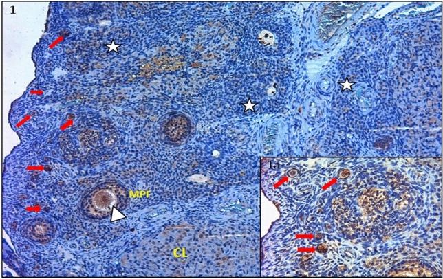 https://cdn.ncbi.nlm.nih.gov/pmc/blobs/8860/10679187/f416c150d6ef/41598_2023_47809_Fig1_HTML.jpg